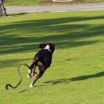 Cómo cuidar a un reptil mayor: consejos prácticos para una mascota feliz