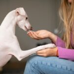 Cómo enseñar a tu mascota trucos y habilidades: los métodos y las ventajas