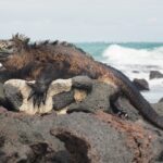 Los reptiles que desafían la gravedad sobre el agua