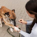 Balto: el perro héroe que llevó la esperanza a una ciudad en crisis