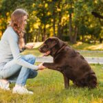 Cómo hacer voluntariado y adopción de animales con tu familia