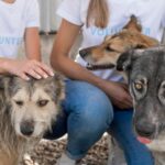 Cómo educar a tu perro con refuerzo positivo: la clave para un aprendizaje feliz