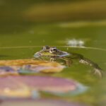 Los secretos del camuflaje de los peces