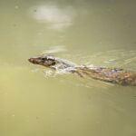 Los animales que pueden regenerar órganos: un fenómeno sorprendente y fascinante