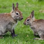 Camaleones: Maestros del Disfraz en el Reino Animal