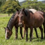 Fauna y futuro: la ciencia como aliada de los seres vivos