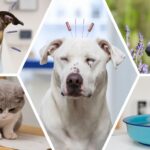 Mascotas exóticas: más allá de perros y gatos