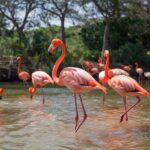 La increíble adaptación de los peces al medio acuático