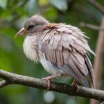 Acuario: cómo crear un acuario temático