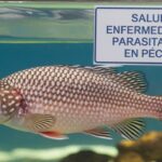 Melodías aladas: descubre las especies de canarios y su canto