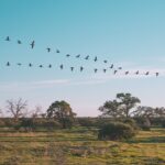 Características y cuidados esenciales para las aves de presa