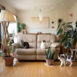 Cómo crear un espacio amigable para gatos en tu hogar: Consejos prácticos y sencillos