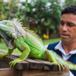 Peces tropicales: colores que transforman tu espacio