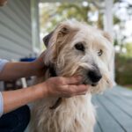 Primeros auxilios para mascotas: lo que todo dueño debe saber para cuidar a su compañero