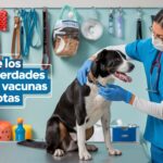 Viajar con mascotas: Consejos esenciales para un viaje seguro y placentero