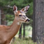 Nutrición equina: dieta balanceada para caballos sanos