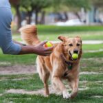 Innovaciones en tecnología veterinaria: avanzando hacia el futuro del cuidado animal